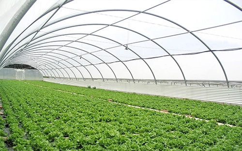 4 Reasons to Choose Greenhouses Plastic for Plant Nursery
